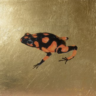 Dart Frog (Rana Dardo)